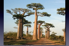 Madagascar.002